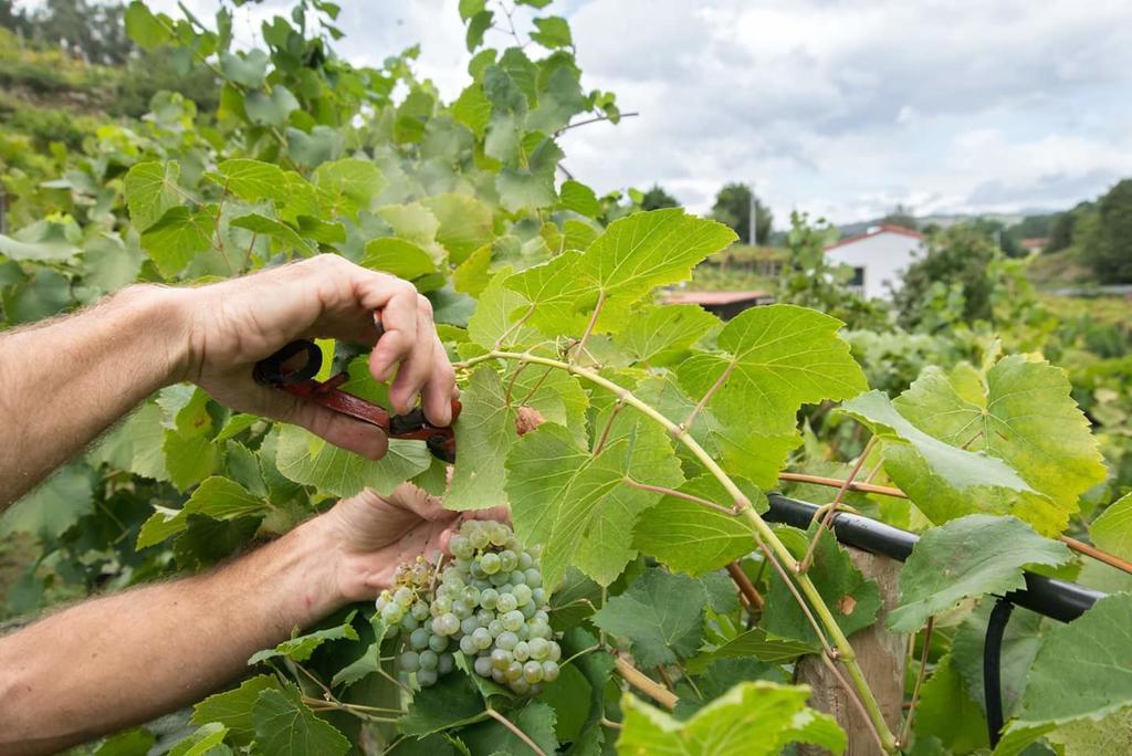 Pensjonat Casa Da Cevidade Melgaço Zewnętrze zdjęcie